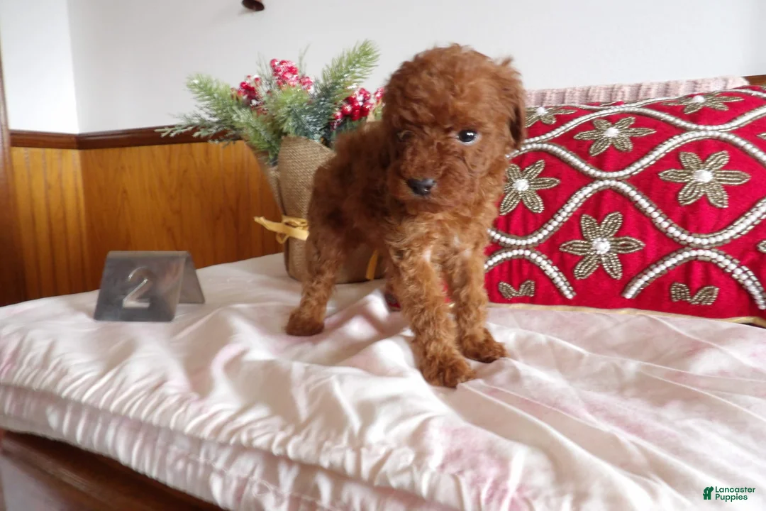 Gallery Image {{count}}