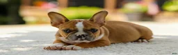 French Bulldog dogs for sale: Opal – Fawn/White - Ad 7