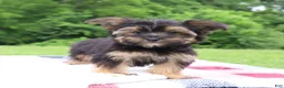 Morkie dogs for sale: Pepper - Ad 6