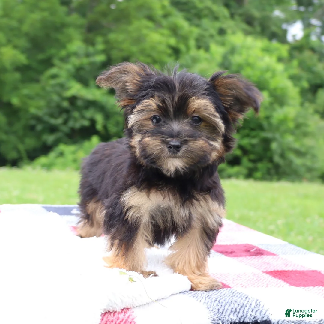 Morkie dogs for sale: Pepper - Ad 6