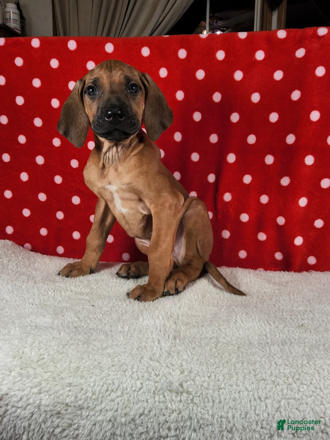 Rhodesian Ridgeback dogs for sale: Harley - Ad 6