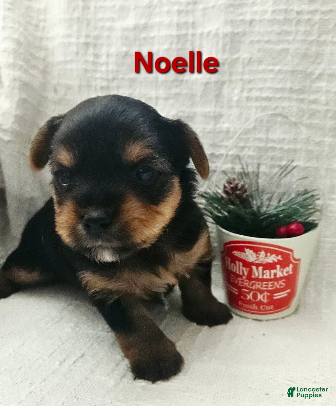 Yorkshire Terrier dogs for sale: Noelle - Ad 3