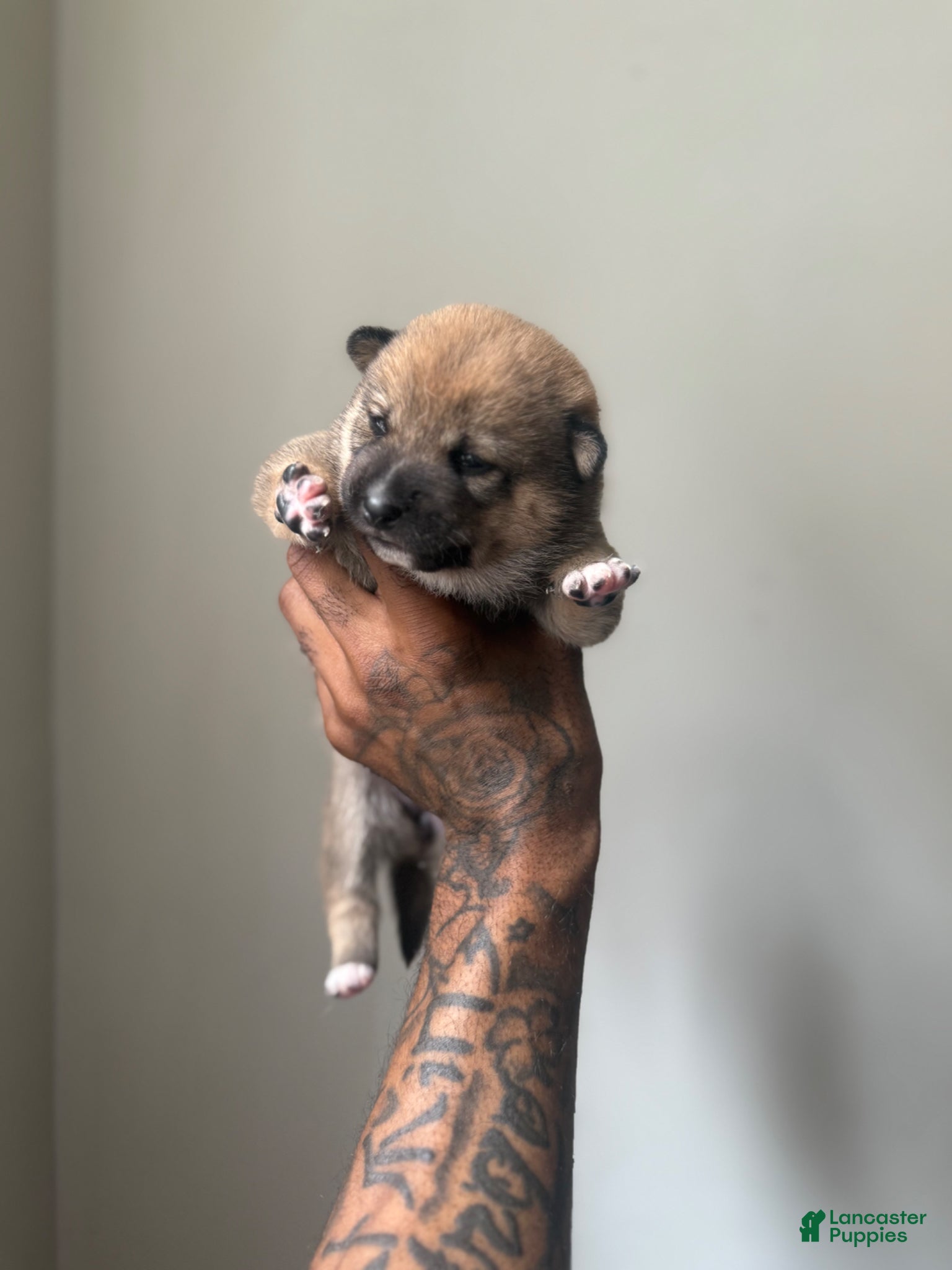 Shiba Inu dogs Coco  - Ad 2