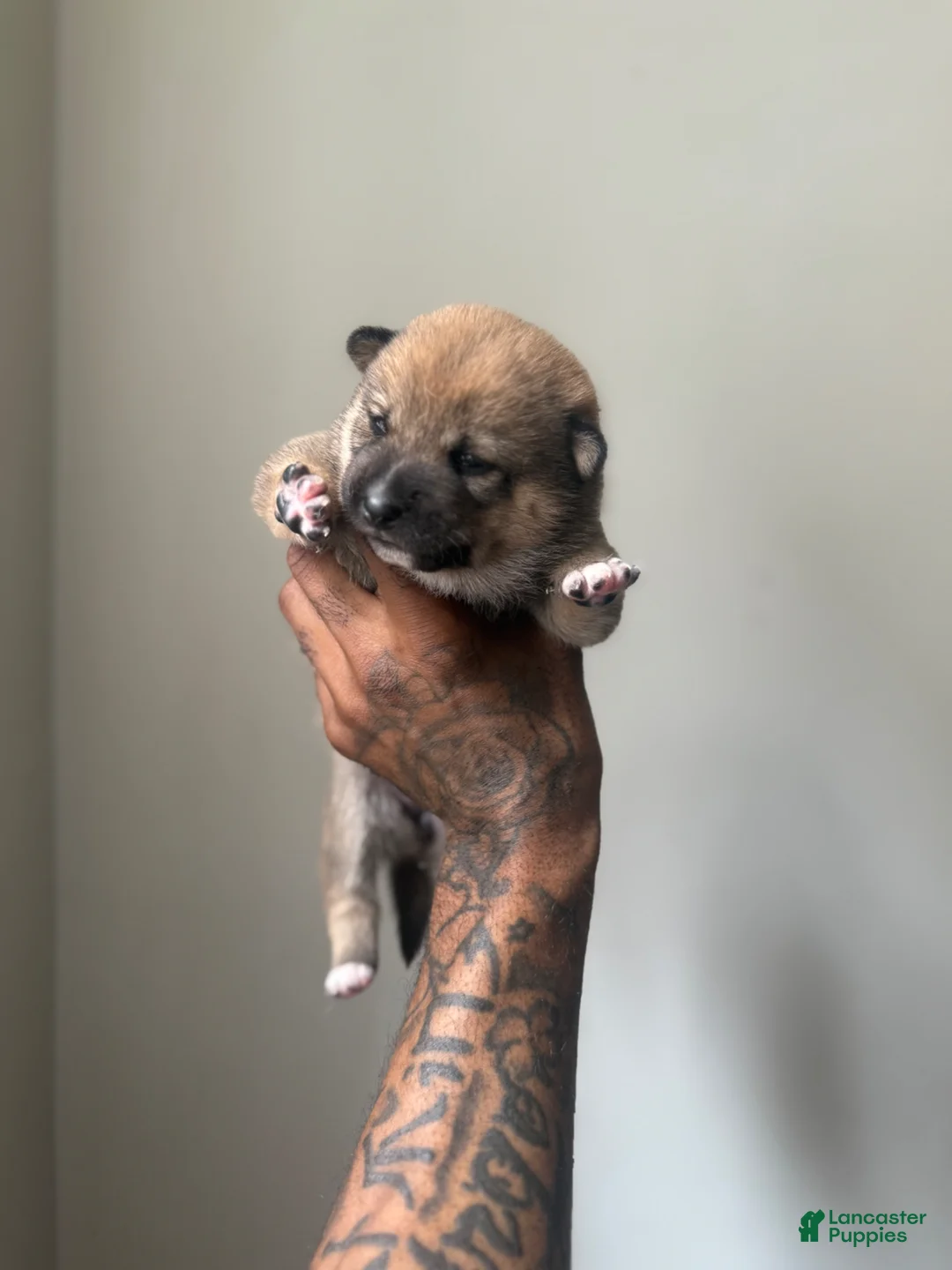 Shiba Inu dogs for sale: Coco  - Ad 1