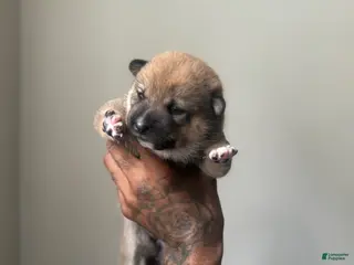 Shiba Inu dogs for sale: Coco - Ad 2