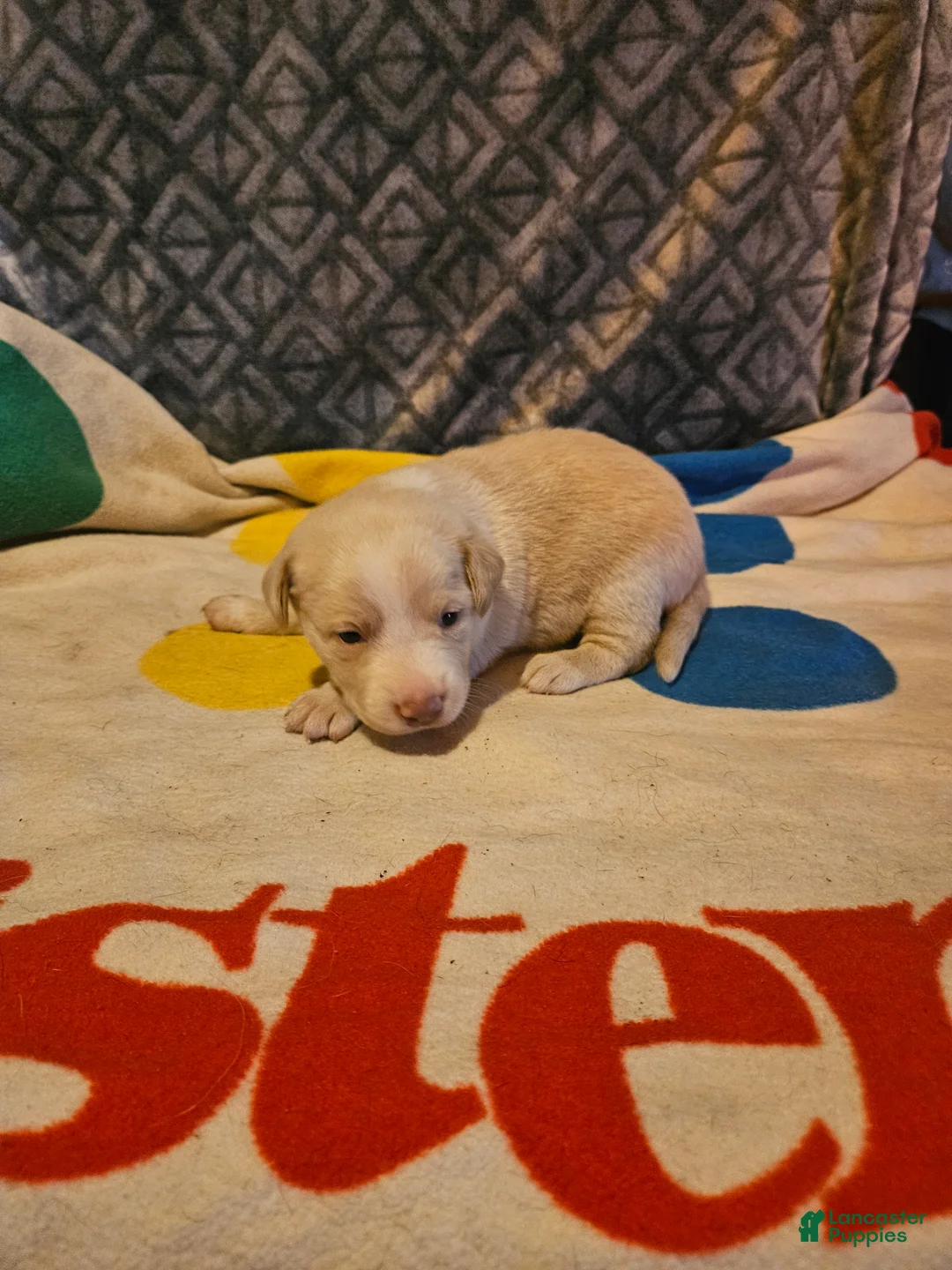 Border Collie dogs for sale: Emily "EE Red" - Ad 10