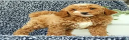 Mini Goldendoodle dogs for sale: Val - Ad 4