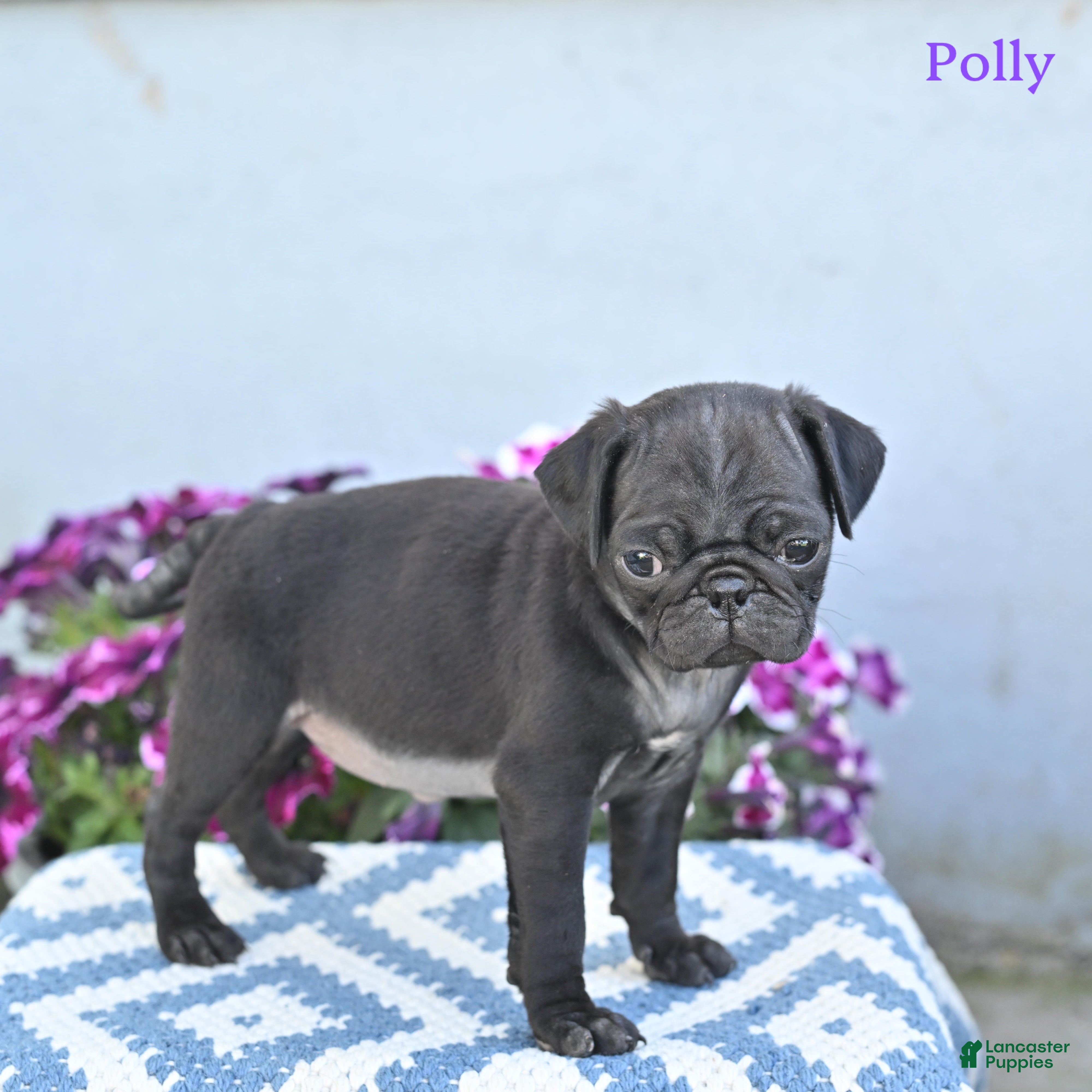 Pug dogs Polly - Ad 2