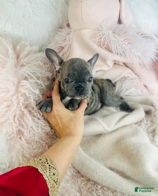 French Bulldog dogs French Bulldog Puppy 1 - Ad 10