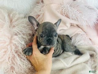 French Bulldog dogs French Bulldog Puppy 1 - Ad 3