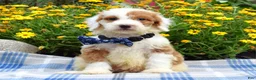 Sheepadoodle dogs for sale: Scout - Ad 3