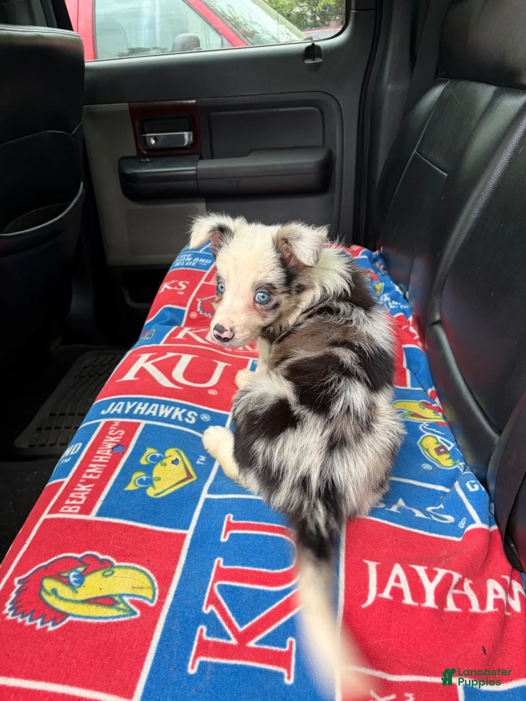 Border Collie dogs for sale: Border Collie Puppy 2 - Ad 1