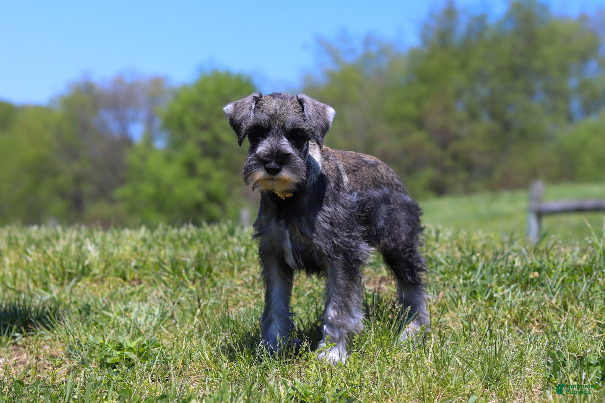 Miniature Schnauzer dogs Nolan - Ad 2