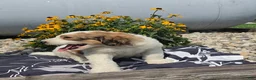 Mixed Breed dogs for sale: Rock - Ad 4