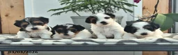 Biewer Terrier dogs for sale: Butterfly - Ad 5