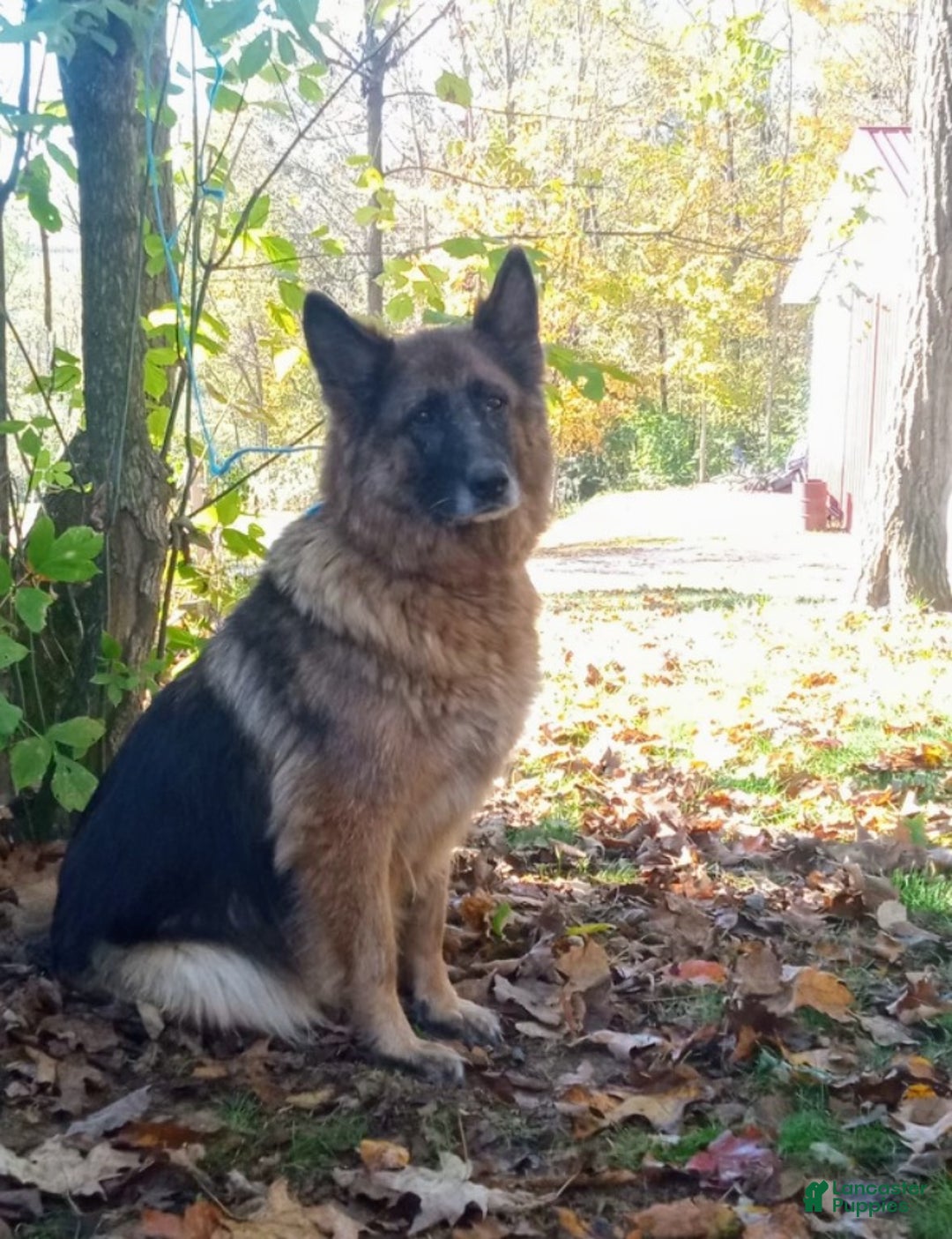 German Shepherd dogs for sale: ♥️SWEET DEZARAY ♥️ - Ad 3