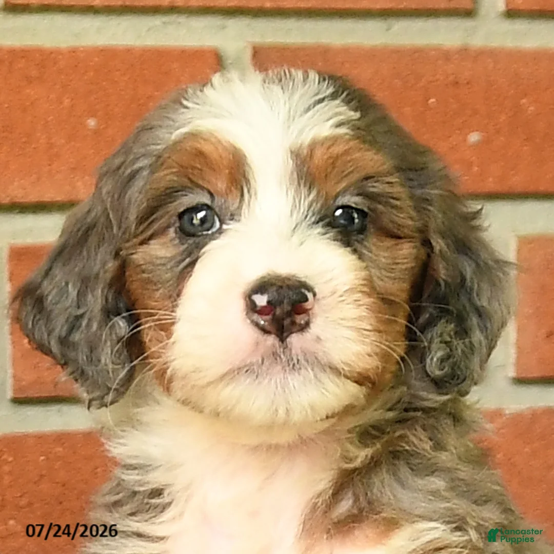 Bernedoodle dogs for sale: Julia - Ad 2