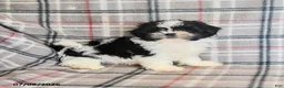 Shih Tzu dogs for sale: Kolby - Ad 14