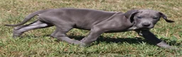 Great Dane dogs for sale: Sarge - Ad 12
