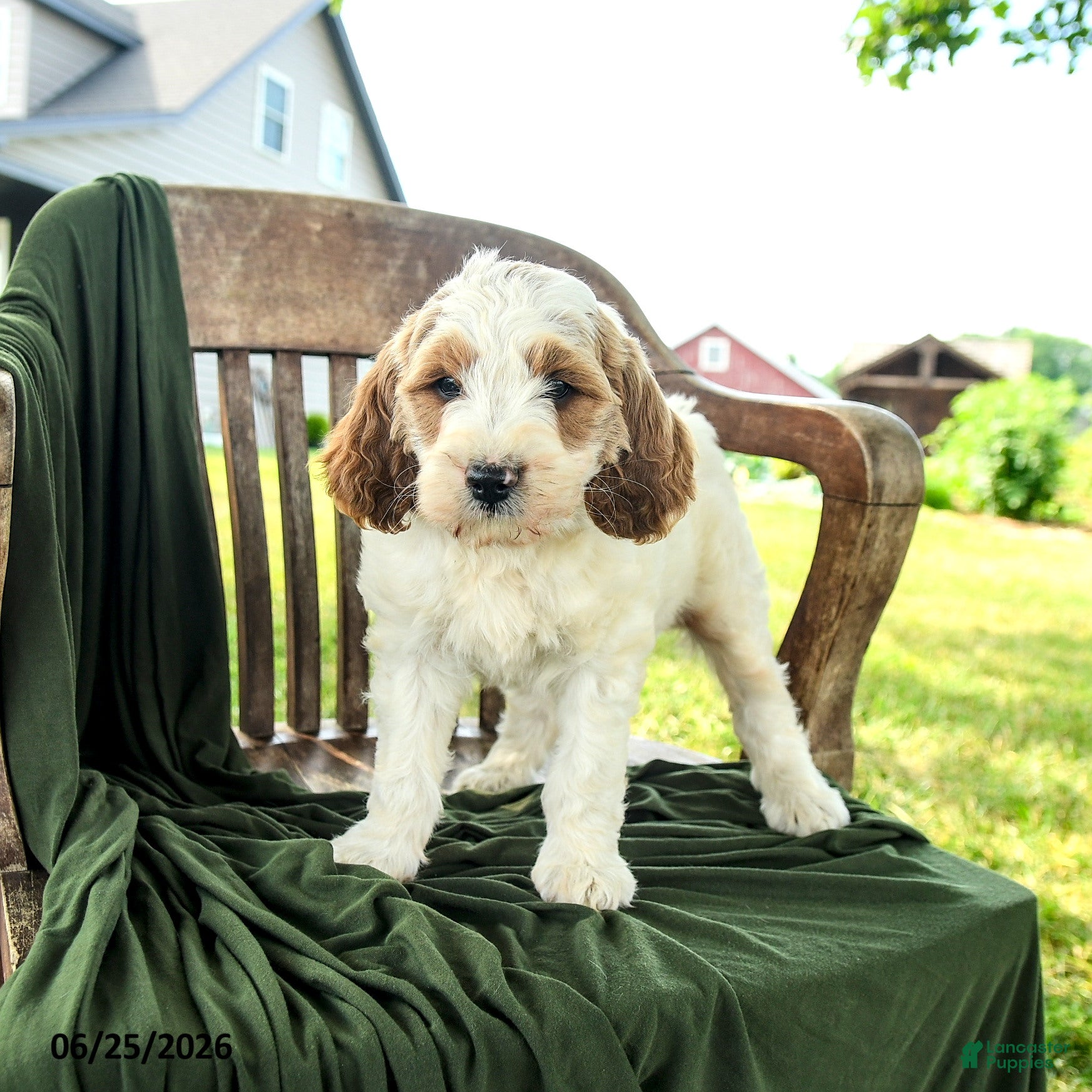 Goldendoodle dogs Brady - Ad 2