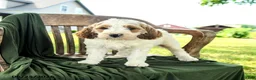 Goldendoodle dogs for sale: Brady - Ad 2