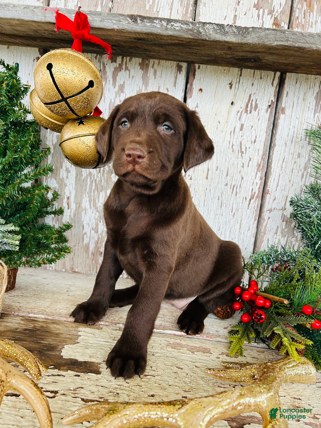 Labrador Retriever dogs for sale: Hope  - Ad 3