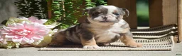 English Bulldog dogs for sale: Macey - Ad 9