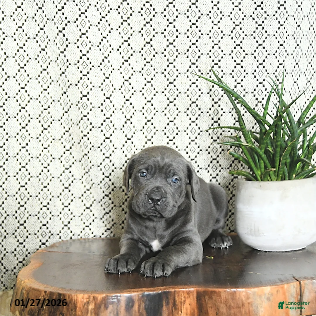 Cane Corso dogs for sale: Luna  - Ad 2