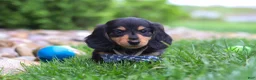 Miniature Dachshund dogs for sale: Benje - Ad 5