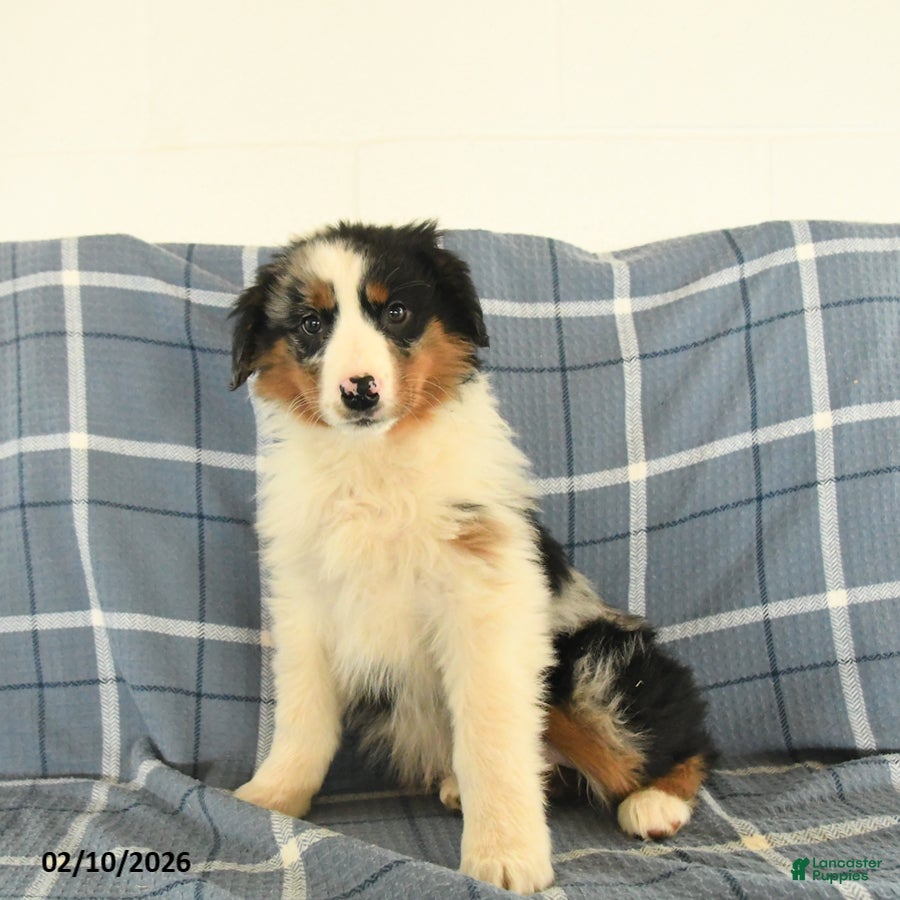 Australian Shepherd dogs Koda - Ad 42