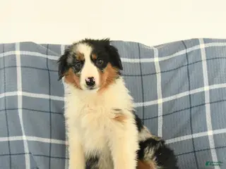 Australian Shepherd dogs Koda - Ad 42