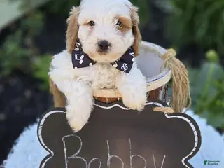Cavapoo dogs for sale: Bobby - Ad 1