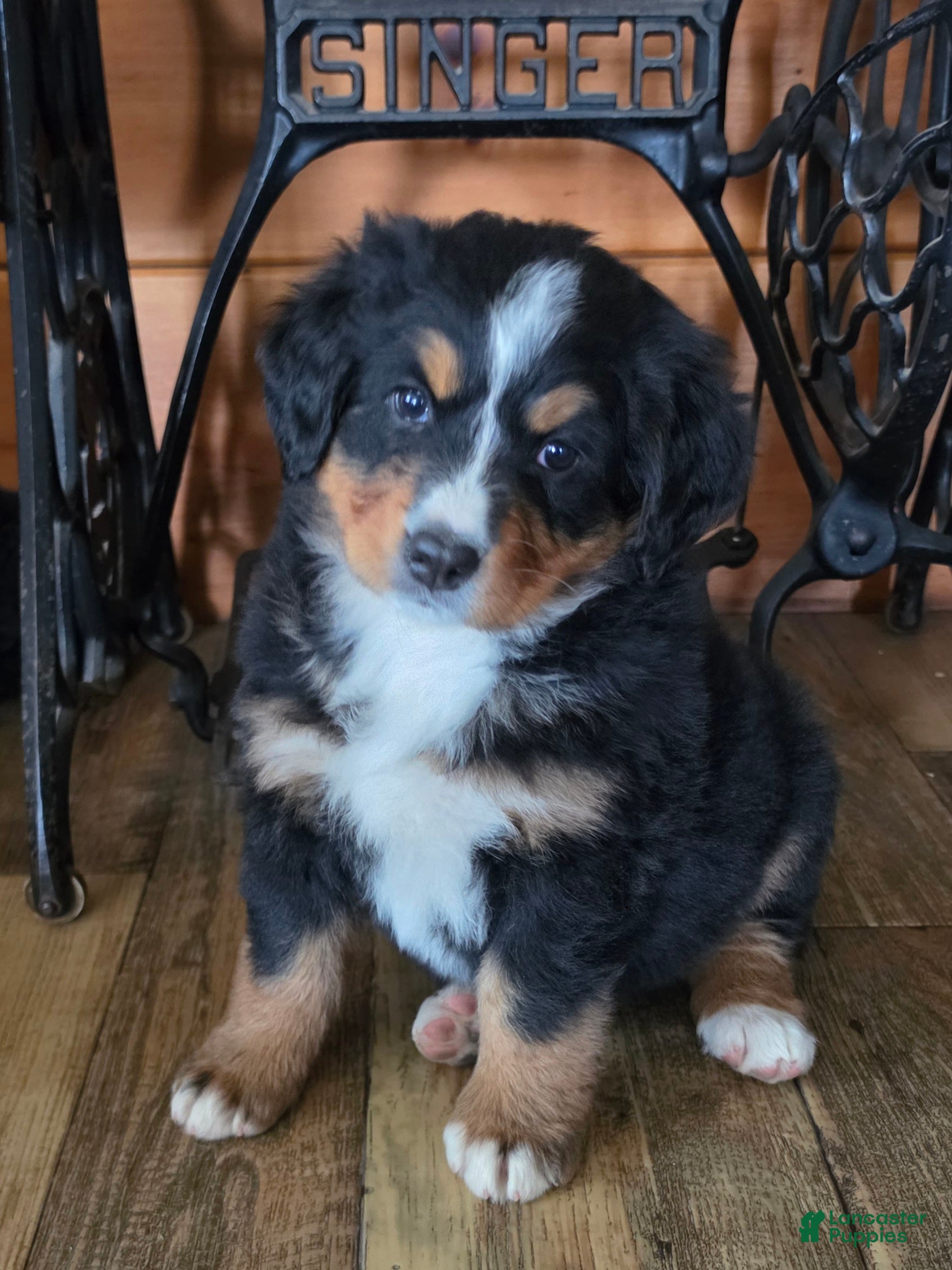 Bernese Mountain Dog dogs JOVIE - Ad 35