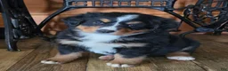 Bernese Mountain Dog dogs for sale: JOVIE - Ad 1