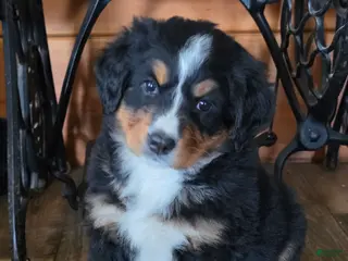 Bernese Mountain Dog dogs JOVIE - Ad 35