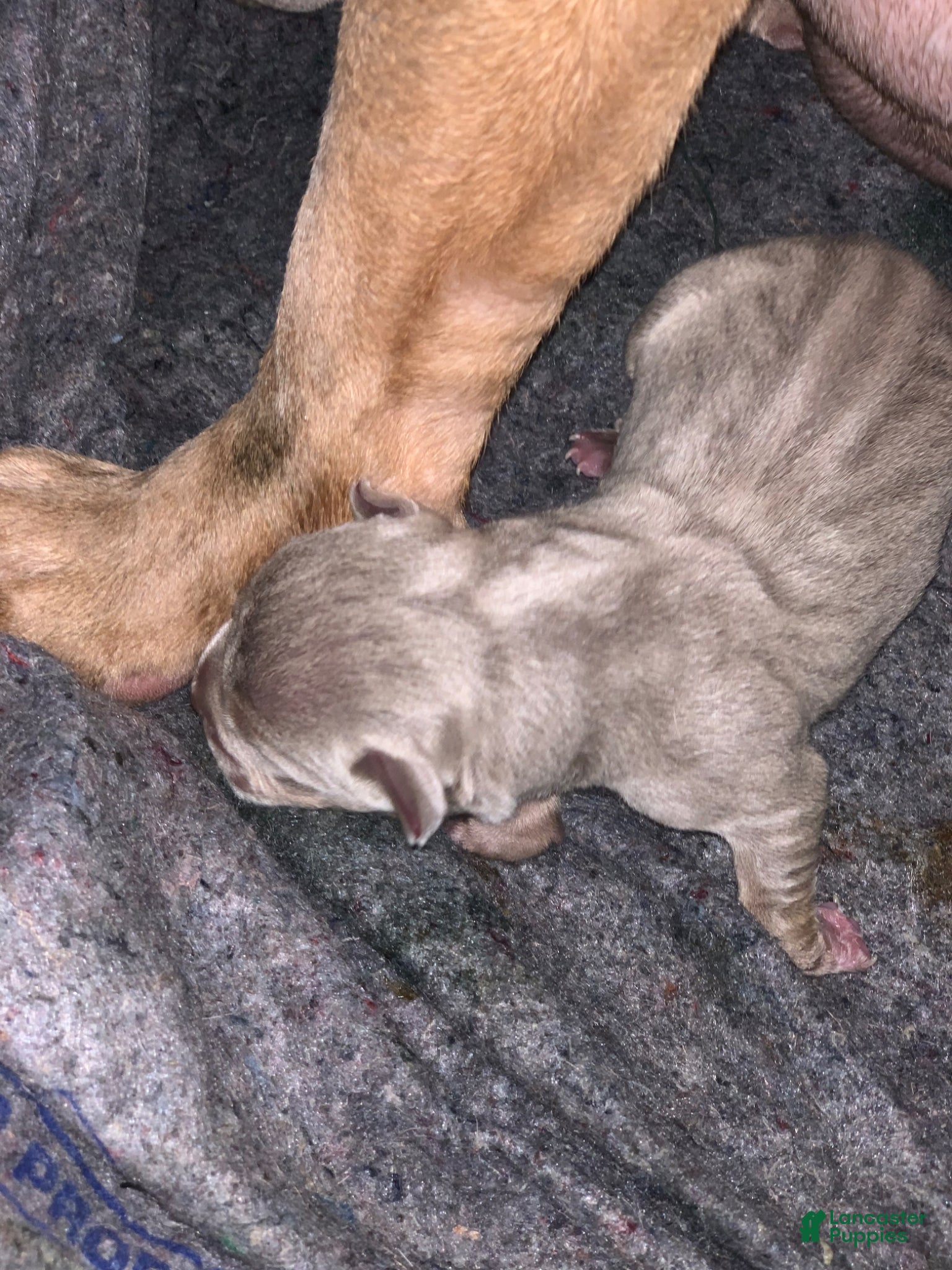 American Bully dogs American Bully Puppies - Ad 9