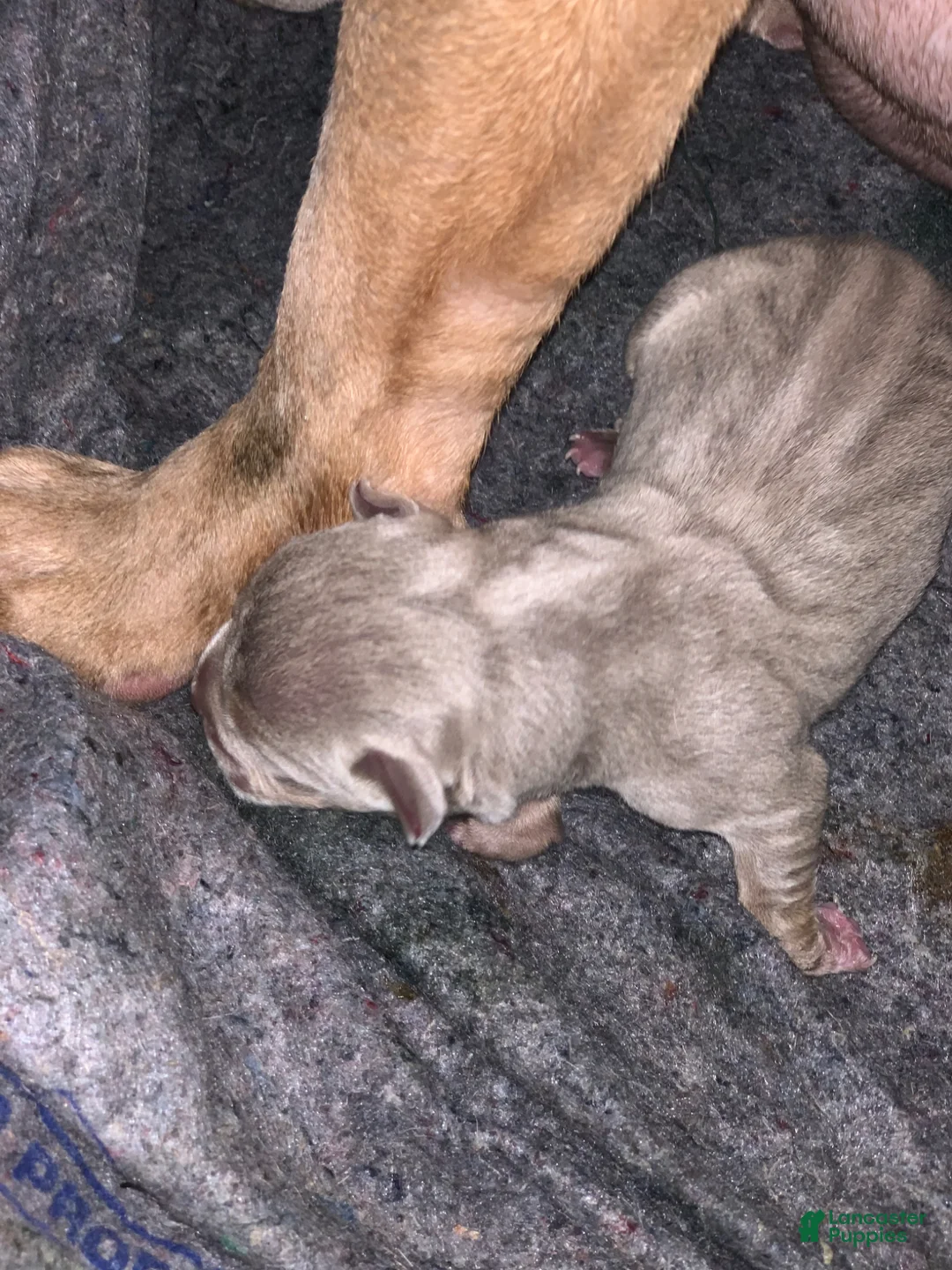 American Bully dogs for sale: American Bully Puppies - Ad 1