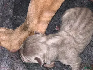 American Bully dogs American Bully Puppies - Ad 33