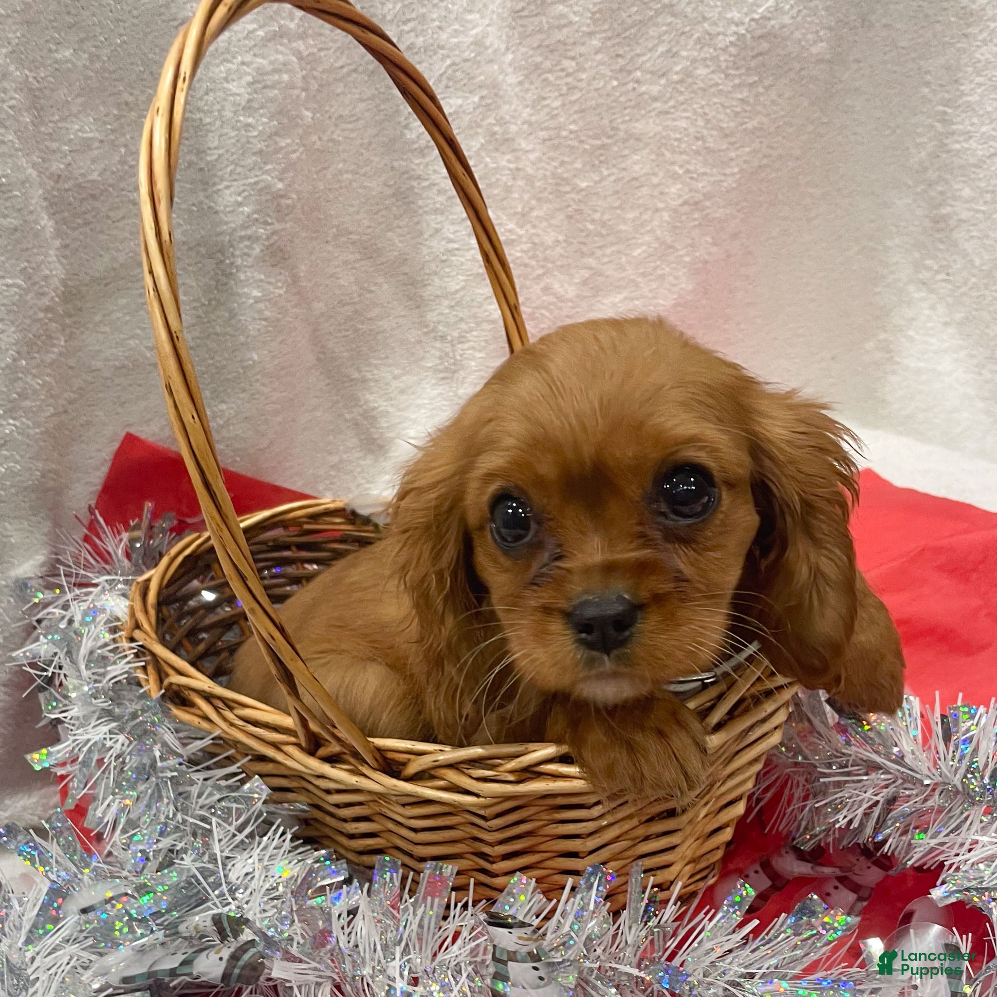 Cavalier King Charles Spaniel dogs Molly - Ad 4