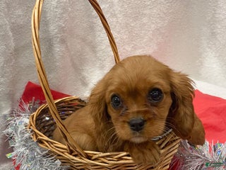Cavalier King Charles Spaniel dogs Molly - Ad 28