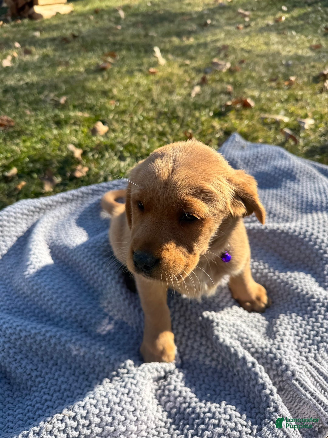 Goldador dogs for sale: Tillie - Ad 2