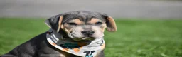 Beabull dogs for sale: Hank - Ad 5