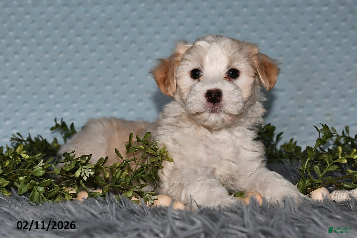 Havapoo dogs Ellie - Ad 4