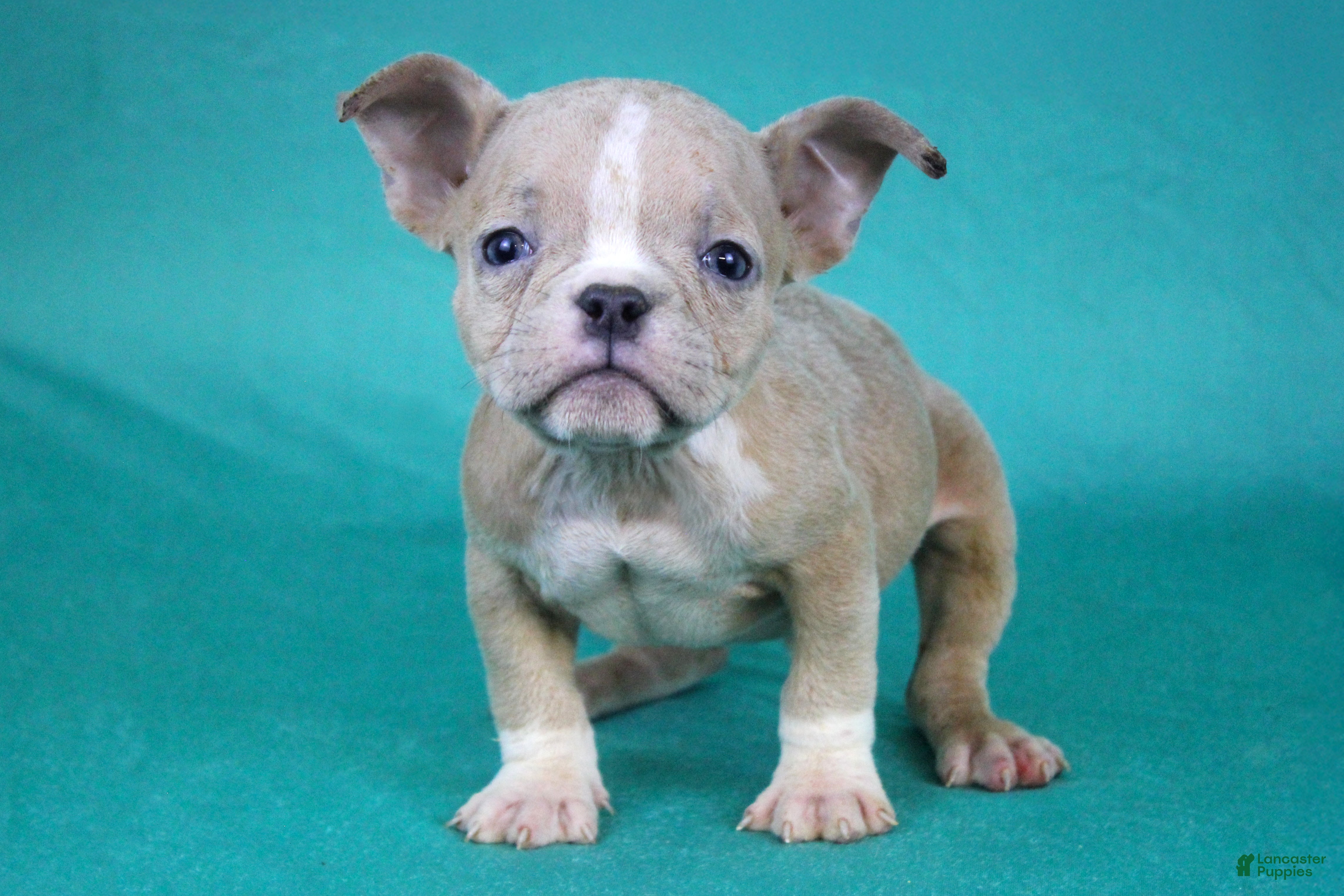 American Bully dogs Fawn Merle Female - Ad 29