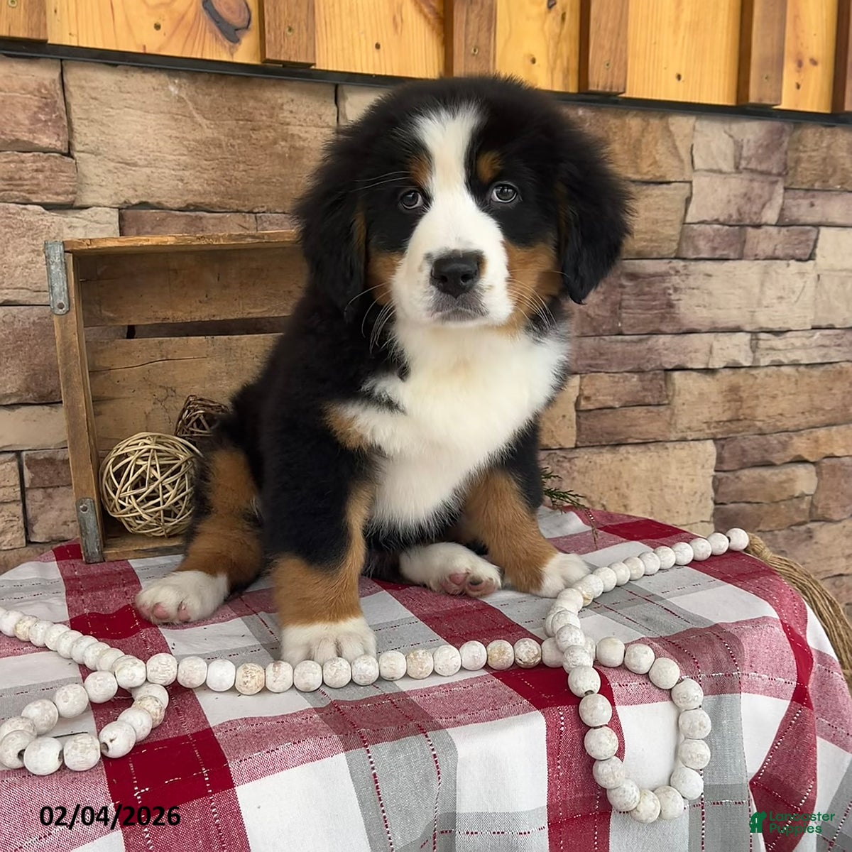 Bernese Mountain Dog dogs Jade - Ad 2