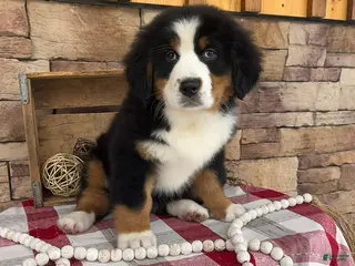 Bernese Mountain Dog dogs Jade - Ad 2