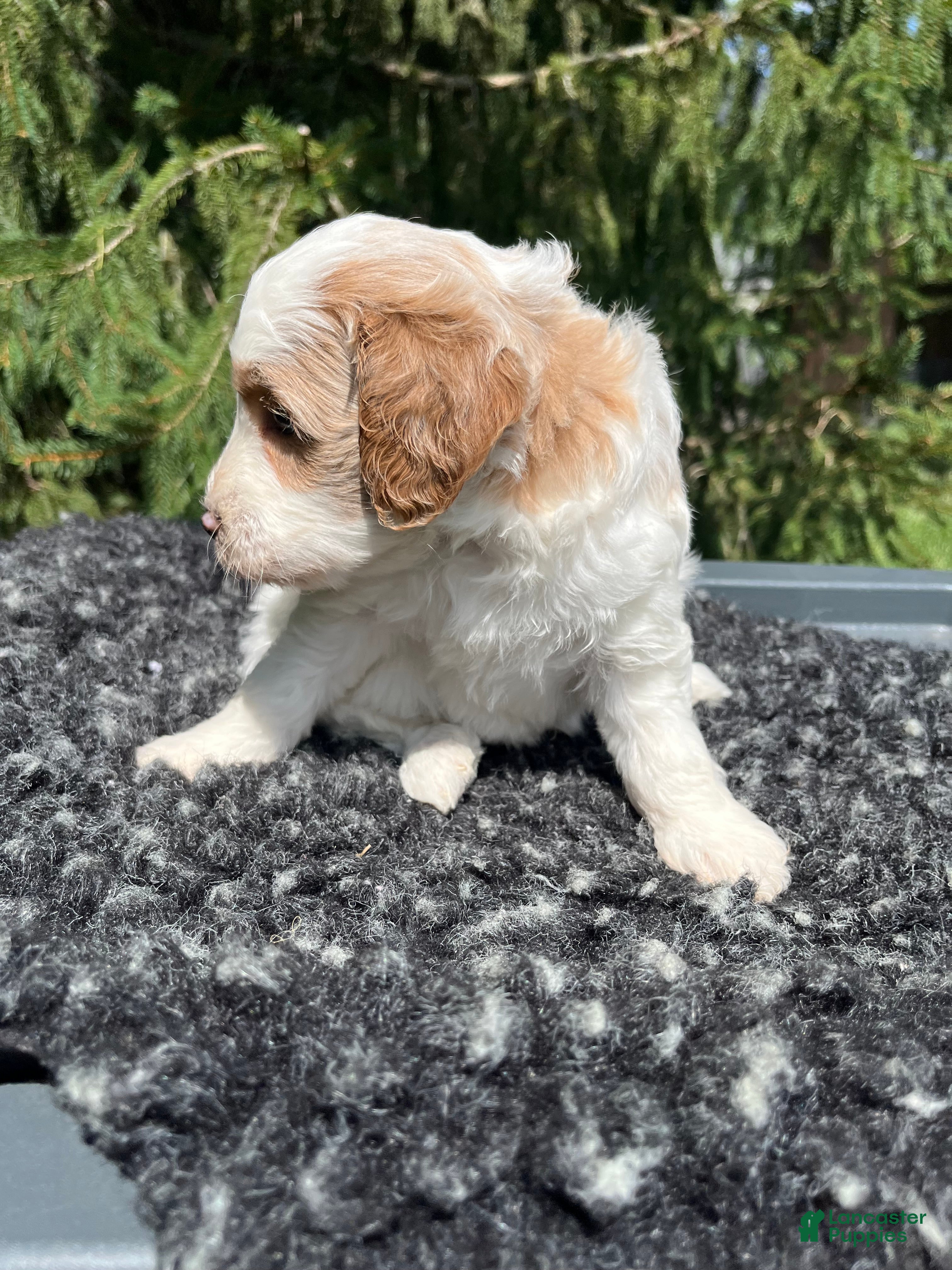 Mini Goldendoodle dogs Kobe - Ad 2