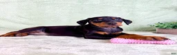 Doberman Pinscher dogs for sale: AKC Osiris - Ad 3