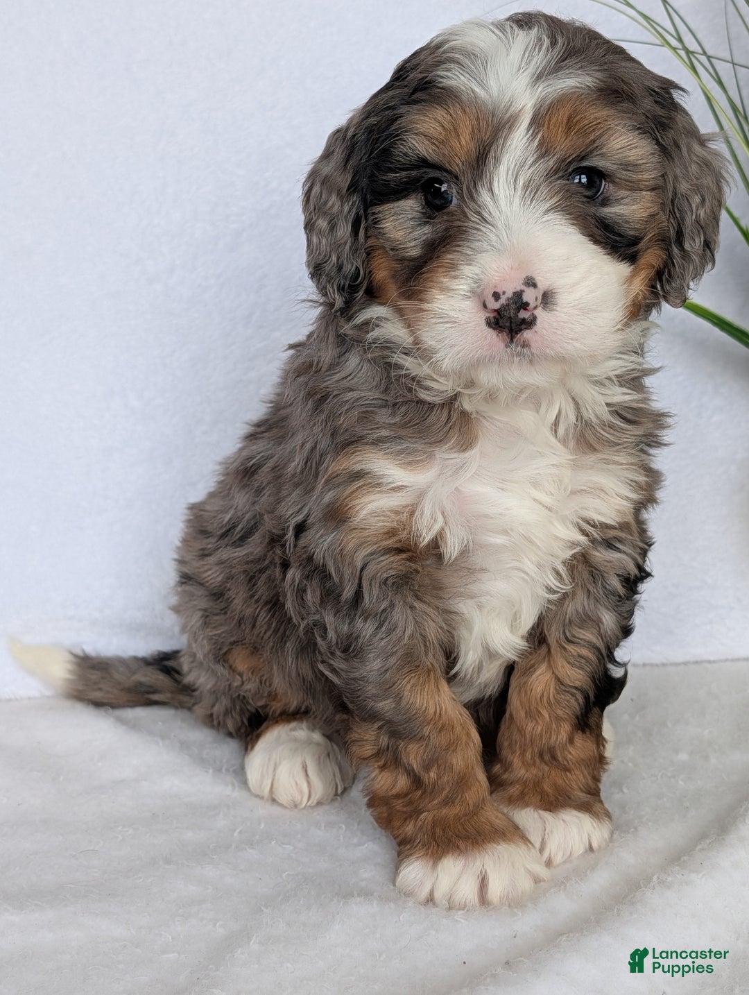 Mini Bernedoodle dogs for sale: Mini Baker - Ad 6