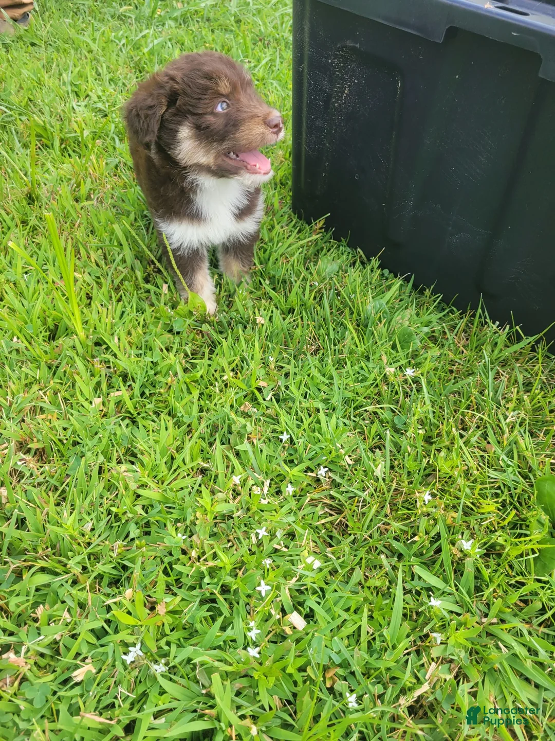 Mixed Breed dogs for sale: Miniature huskydoodle - Ad 2